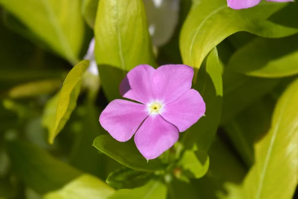 马达加斯加玫瑰花冠 拉丁文名称 Catharanthus Roseus Vinca Rossea — 图库照片