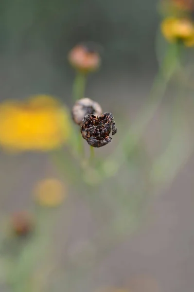 Plains Tickseed Seed Heads Nombre Latín Coreopsis Tinctoria —  Fotos de Stock