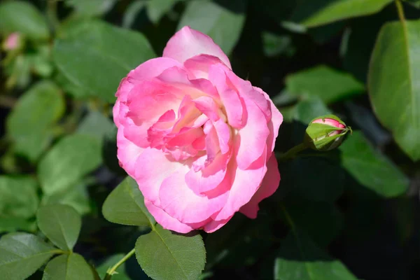 Rose Royal Minueto Kwiat Łacińska Nazwa Rosa Royal Minueto — Zdjęcie stockowe