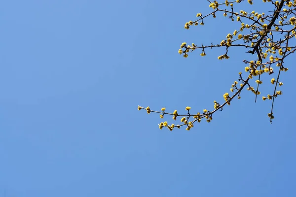 Kornelkirschzweig Mit Gelben Blüten Vor Blauem Himmel Lateinischer Name Cornus — Stockfoto