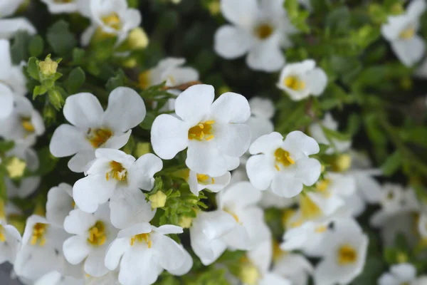 Ozdobne Kwiaty Bacopy Łacińska Nazwa Chaenostoma Cordatum — Zdjęcie stockowe