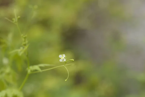 Globo Flores Vid Nombre Latino Cardiospermum Halicacabum — Foto de Stock