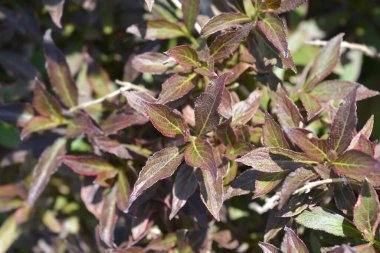 Weigela van Gogh Latince adı Weigela Florida van Gogh 'u terk ediyor.