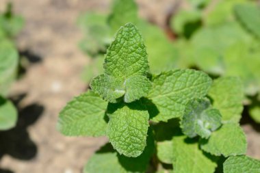Ananas nane yaprakları - Latince adı - Mentha suaveolens