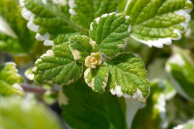 İsveç sarmaşık yaprakları - Latince adı - Plectranthus sp.