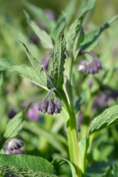 Közönséges Komfrey Virágbimbó Latin Név Symphytum Officinale — Stock Fotó