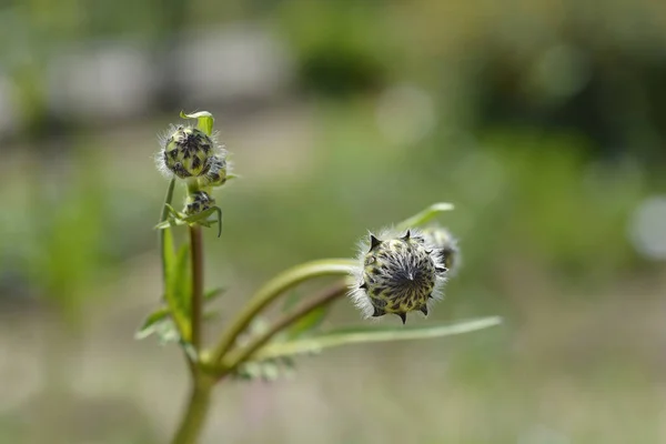 Óriás Virágbimbó Latin Neve Cephalaria Gigantea — Stock Fotó