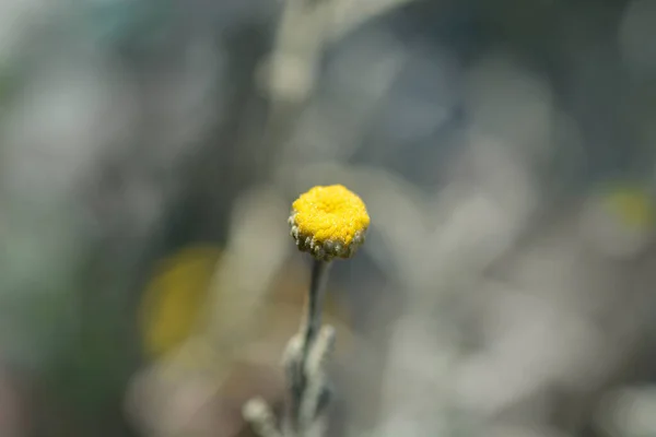 サイプレスラベンダー綿の花 ラテン語名 サントリーナChamaecyparissus — ストック写真