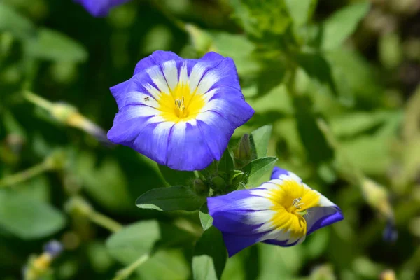 Dwarf Morning Glory Flowers Nome Latino Convolvulus Tricolor — Fotografia de Stock