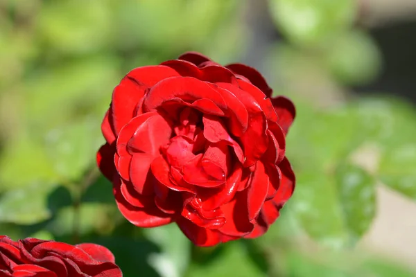 Red Floribunda Rose Nina Weibull Latin Name Rosa Nina Weibull — Stock Photo, Image
