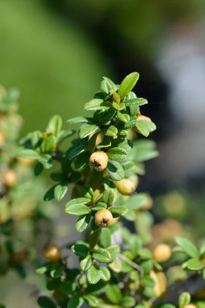 Bearberry Cotoneaster Coral Beauty Unripe Berries Latin Name Cotoneaster Dammeri — Stock Photo, Image