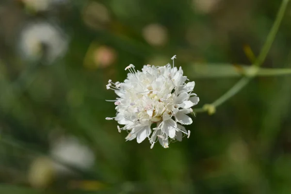 Fleur Blanche Scabieuse Nom Latin Cephalaria Leucantha — Photo