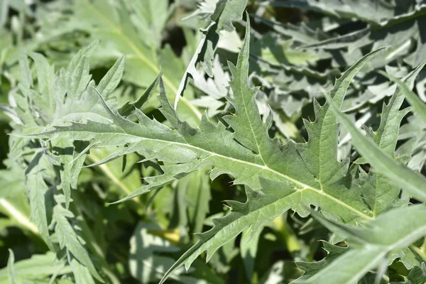 Artichoke Thistle Leaves Latin Name Cynara Cardunculus — Stock Photo, Image