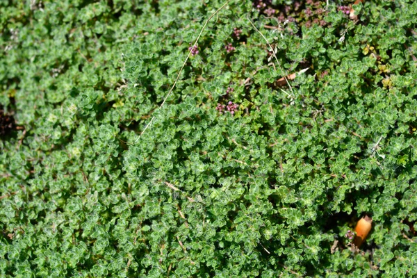 Wild Thyme Leaves Latin Name Thymus Polytrichus — Stock Photo, Image