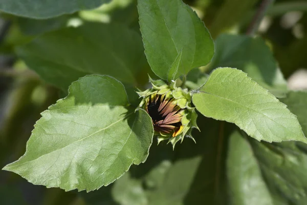 Sunflower Red Sun Flower Bud Latin Name Helianthus Annus Red — Stock Photo, Image