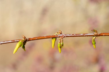Tomurcuklu gözyaşı dalı- Latince adı - Forsythia asması