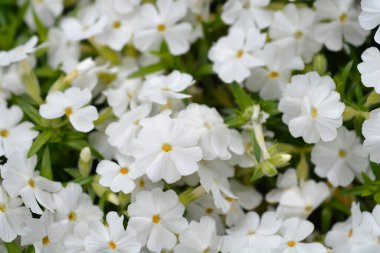 Sürünen Phlox White Delight çiçekleri - Latince adı - Phlox subulata White Delight
