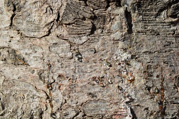 Detail Der Fichtenrinde Lateinischer Name Picea Abies — Stockfoto