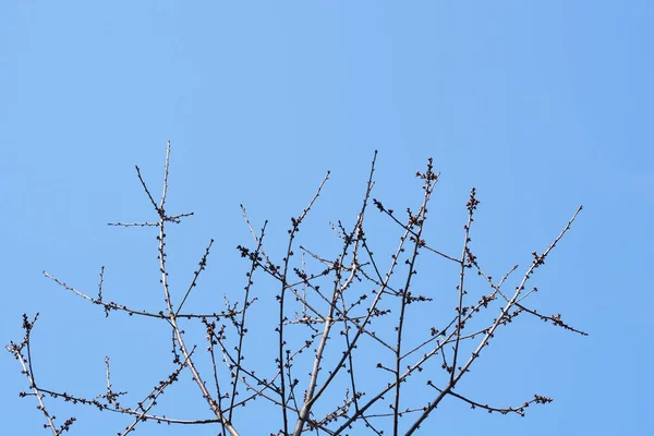 Ramo Cereja Doce Com Botões Contra Céu Azul Nome Latino — Fotografia de Stock