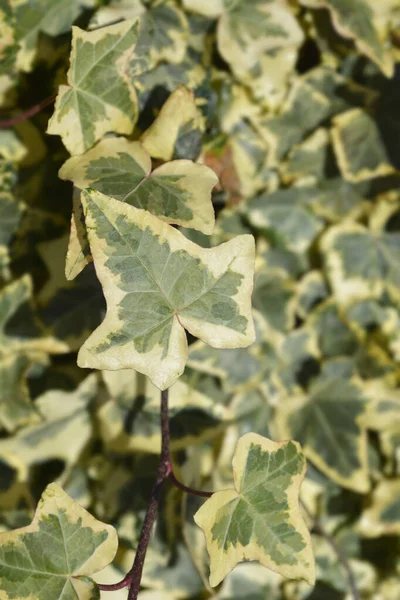 Inglés Ivy Tricolour Leaves Latin Name Hedera Helix Tricolor —  Fotos de Stock