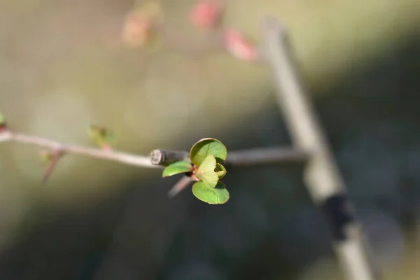 Japanese Flowering Quince Branch Leaf Buds Latin Name Chaenomeles Japonica — Stock Photo, Image