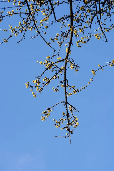 Корнеліанська Вишня Жовтими Квітками Проти Синього Нелатинського Імені Корнус Мас — стокове фото
