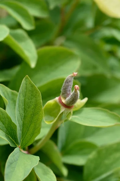 Mlokosewitchs Peony Fruit Nama Latin Paeonia Daurica Subsp Mlokosewitschii — Stok Foto