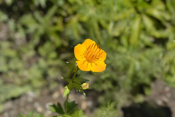 Globeflower Asiático Nome Latino Trollius Asiaticus — Fotografia de Stock