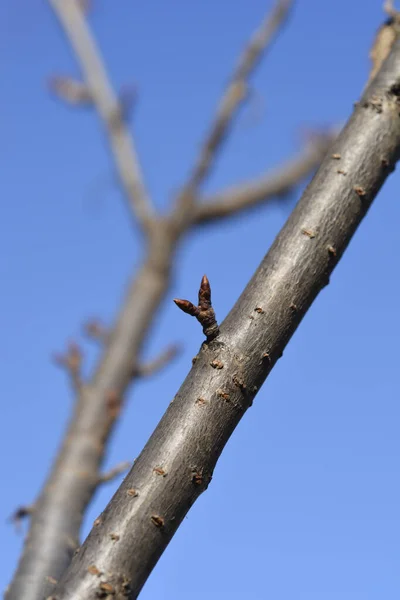 Japanese Flowering Cherry Kanzan Branch Buds Blue Sky Latin Name — Stock Photo, Image