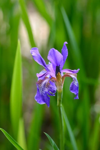 Сибирский Цветок Радужной Оболочки Латинское Название Iris Sibirica — стоковое фото