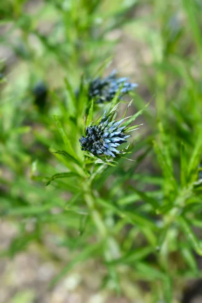 Blue Star Ernst Pagels Flower Buds Latin Name Amsonia Ernst — Stock Photo, Image