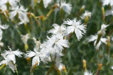 Tüylü pembe beyaz çiçekler - Latince adı - Dianthus plumaris subsp. praecox