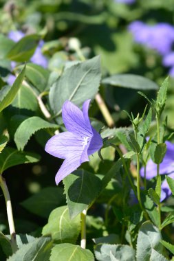Balon çiçeği Apoyama - Latince adı - Platycodon grandiflorus Apoyama