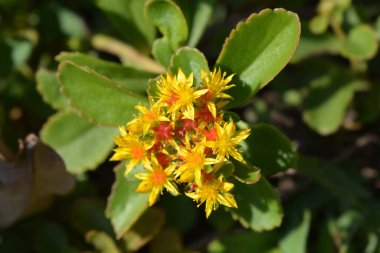Orange Stonecrop Weihenstephaner Altın Çiçekleri Latince adı Sedum Kamtschaticum var. Floriferum Weihenstephaner Altın