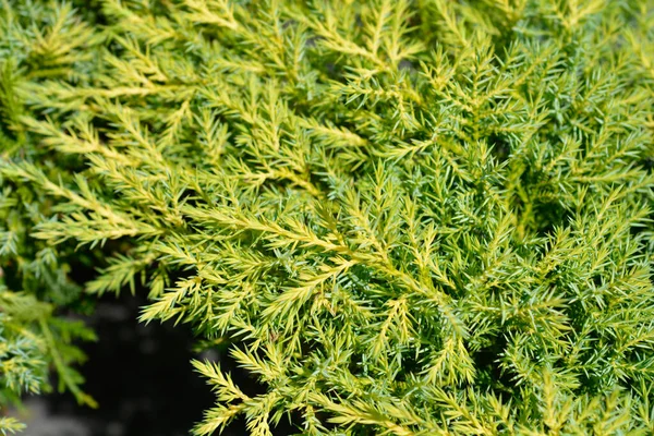 Juniper Gold Star Branch 라틴어 Juniperus Pfitzeriana Gold Star — 스톡 사진