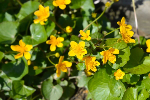 Marsh Marigold Flowers Latinské Jméno Caltha Palustris — Stock fotografie