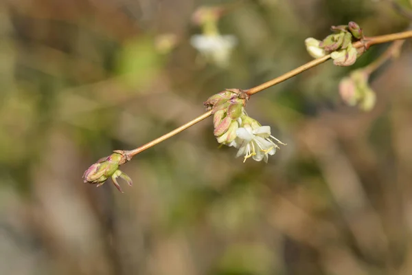 冬の花蜜花 ラテン語名 ロニチェラフラマンティッシマ — ストック写真