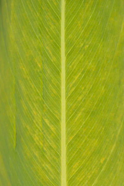 Powdery Alligator Flag Leaf Detail Латинское Название Thalia Dealbata — стоковое фото