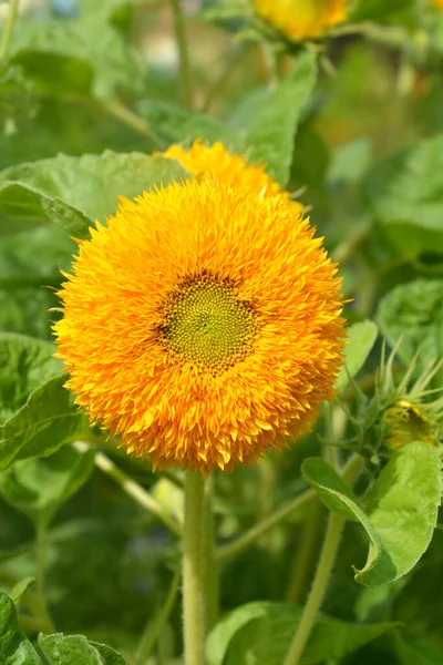 Girassol Teddy Bear Flower Nome Latino Helianthus Annus Teddy Bear — Fotografia de Stock