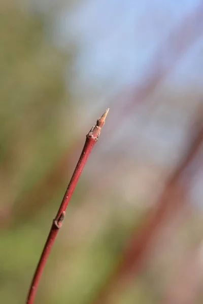 Ramo Corniolo Siberiano Con Boccioli Nome Latino Cornus Alba Sibirica — Foto Stock