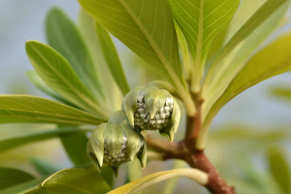 Paperbush Grandiflora Flower Buds Latin Name Edgeworthia Chrysantha Grandiflora — Stock Photo, Image