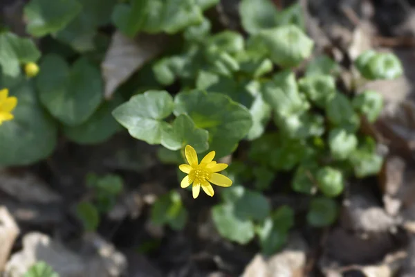 Mniejszy Kwiat Wiolonczeli Nazwa Łacińska Ficaria Verna — Zdjęcie stockowe