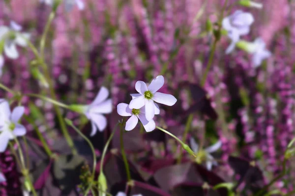 Lila Shamrock Virágok Latin Neve Oxalis Triangularis — Stock Fotó