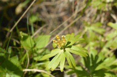 Kış asonit tohumları - Latince adı - Eranthis hyemalis
