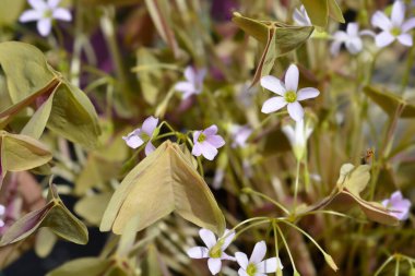 Shamrock Sanne çiçekleri - Latince adı - Oxalis triangularis Sanne