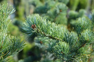 Japonca Beyaz Çam Negishi şubesi - Latince adı Pinus Parviflora Negishi