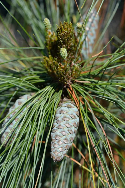Wiethorst Schwerins Pine Латинское Название Pinus Schwerinii Wiethorst — стоковое фото