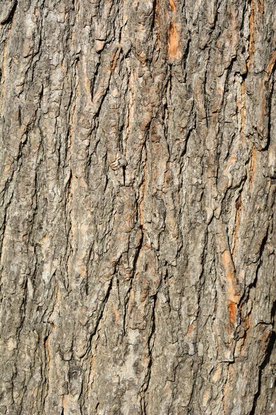 Detalhe Comum Casca Catalpa Nome Latino Catalpa Bignonioides — Fotografia de Stock