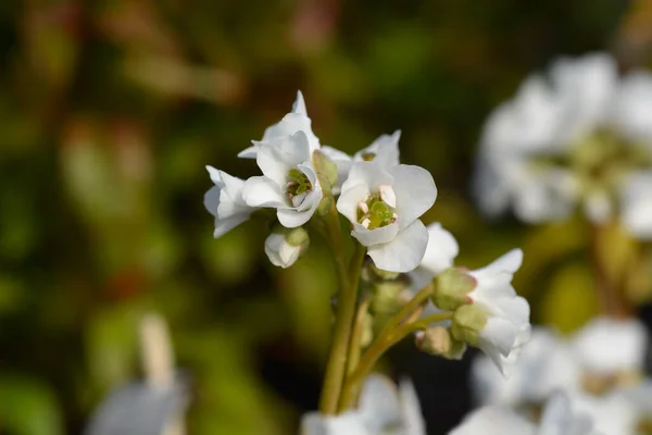 Bergenia Bressingham Vita Blommor Latinskt Namn Bergenia Bressingham White — Stockfoto