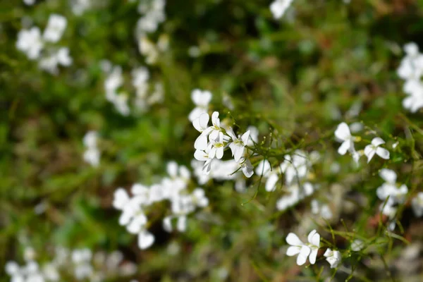 Esparciendo Flores Berro Roca Nombre Latino Arabis Procurrens Var Ferdinandi —  Fotos de Stock